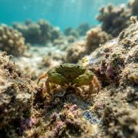 Emerald Mythrax Crab