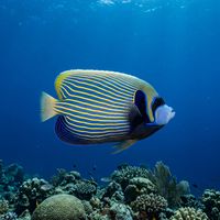 Adult emperor angelfish with yellow and blue horizontal stripes and a dark face mask swimming over a coral reef.