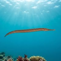 Snake pipefish, a long thin brownish eel-like fish drifting among green kelp fronds.