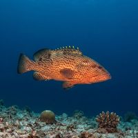 Adult red hind grouper with reddish-brown body covered in dark spots resting on a Caribbean coral reef.