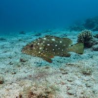 Flag Cabrilla grouper with mottled brown and white blotches resting on a rocky reef bottom.