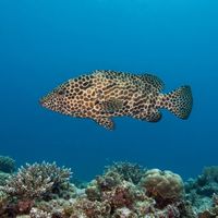 Honeycomb grouper with dense dark hexagonal markings resting on a coral reef ledge.