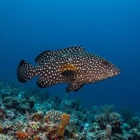 White-streaked Grouper
