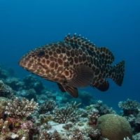 Longfin Grouper