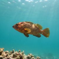 Halfmoon Grouper