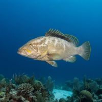 Maori Rockcod