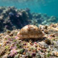Mistaken Cowrie