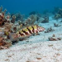 Snakeskin Wrasse