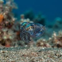 Berry's Bobtail Squid