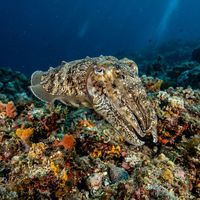 European common cuttlefish with mottled brown and white camouflage pattern hovering just above a sandy seabed.