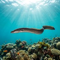 European Eel with dark olive-brown back and pale underside resting in a rocky freshwater crevice.