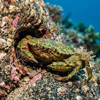 European green crab with mottled green and brown carapace on rocky substrate in shallow coastal water.