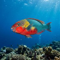 European Parrotfish male in terminal phase showing blue-green body with pink and orange scale edging over a rocky Mediterranean reef.