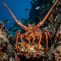 European Spiny Lobster with reddish-brown spiny carapace and long banded antennae resting in a rocky crevice on a Mediterranean reef.
