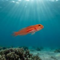 Blackbelly Dwarfgoby