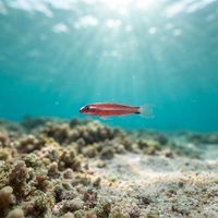 Twostripe Pygmy Goby