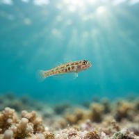 Spotted Pygmy Goby