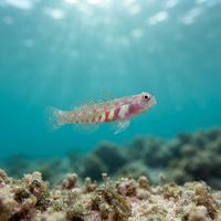 Terry's Dwarfgoby