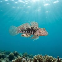 Small mottled brown-grey mud reef-goby perched on a coral rubble patch on a tropical reef floor.