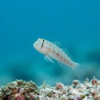 Eyebar Goby