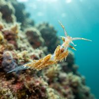 Facelina annulicornis