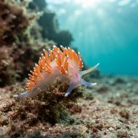 Slender Facelina
