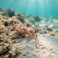 Facelina Rubrovittata