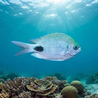 False-eye sergeant damselfish with pale body and dark vertical bars hovering near a rocky reef.