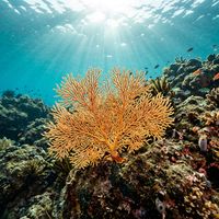 Fan coral with branching lattice-like structure in orange and purple tones growing on a rocky reef wall.