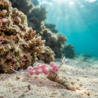 Egg-eating Nudibranch