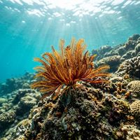 Feather star with long, feathery arms in alternating dark red and white banding, perched on a coral reef.