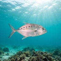 Island Trevally
