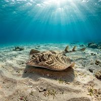 Fiddler Ray