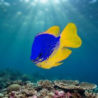 Fiji Damselfish (Chrysiptera taupou) underwater