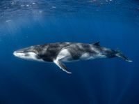Fin whale showing its long dark grey back and small dorsal fin at the ocean surface, with open blue water around it.