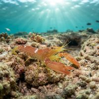 Fine-striped Snapping Shrimp