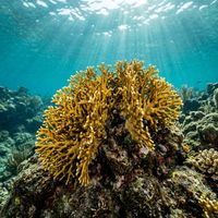 Fire coral colony showing blue-grey branching structure with white polyp tips growing on a tropical reef.