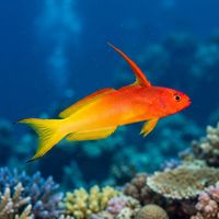 Fire Dartfish with white body and vivid red-orange posterior fins hovering just above a coral reef.