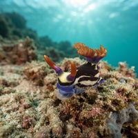 Fire-gilled Wrinkle Dorid