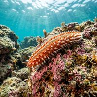 Fireworm crawling across a rocky reef, showing segmented orange-red body and white bristle tufts along each side.