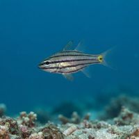 Fivelined Cardinalfish