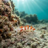 Flabellina Cavolini
