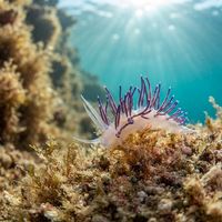 Flabellina Gabinierei