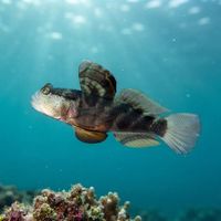 Flagfin Prawn Goby