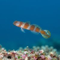 Flagtail Shrimpgoby