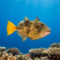 Flagtail Triggerfish with brown and yellow body, pale tail base, and bold dark tail markings swimming over a coral reef.