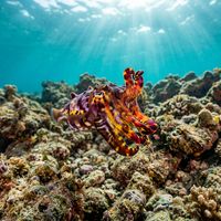 Flamboyant Cuttlefish