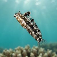 Floral Blenny