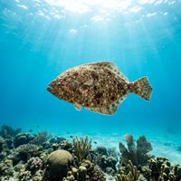 Flounder (Pleuronectiformes spp.) swimming in its natural underwater habitat