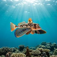 Flying gurnard resting on sandy seafloor, showing broad fan-like pectoral fins with blue-edged spots and a mottled brown body.